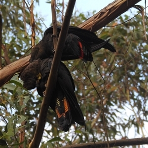 Calyptorhynchus lathami lathami at Wingello, NSW - 22 Jan 2017