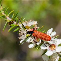 Eroschema poweri (A lycid-mimic Longhorn beetle) at Uriarra Village, ACT - 13 Dec 2024 by DPRees125