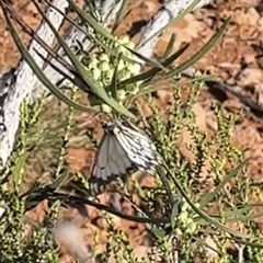 Unidentified Butterfly (Lepidoptera, Rhopalocera) at Learmonth, WA - 15 Sep 2024 by GG