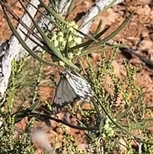 Unidentified Butterfly (Lepidoptera, Rhopalocera) at Learmonth, WA by GG