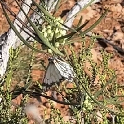 Belenois java (Caper White) at Learmonth, WA - 16 Sep 2024 by GG