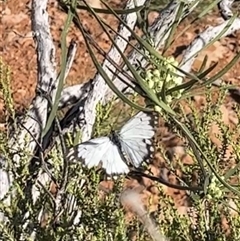 Belenois java at Learmonth, WA - 16 Sep 2024 09:01 AM