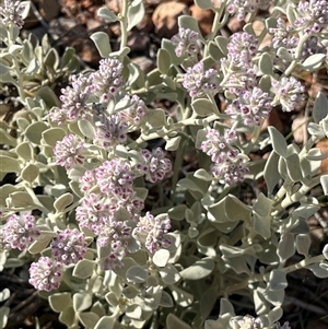 Unidentified Plant at Learmonth, WA by GG