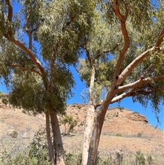 Unidentified Gum Tree at North West Cape, WA - 16 Sep 2024 by GG