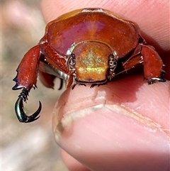 Anoplognathus montanus (Montane Christmas beetle) at Strathnairn, ACT - 13 Dec 2024 by SteveBorkowskis