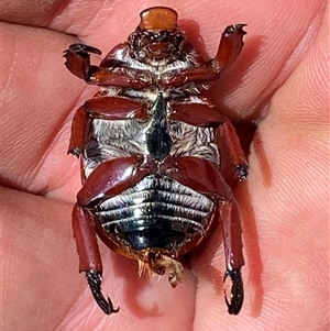 Anoplognathus montanus at Strathnairn, ACT - 13 Dec 2024 10:56 AM