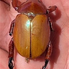 Anoplognathus montanus at Strathnairn, ACT - 13 Dec 2024 10:56 AM