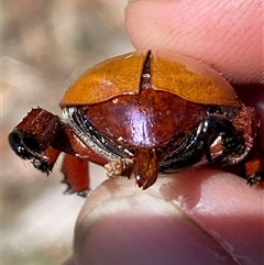 Anoplognathus montanus at Strathnairn, ACT - 13 Dec 2024 10:56 AM