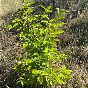 Prunus serotina at Cook, ACT - 13 Dec 2024