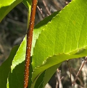 Prunus serotina at Cook, ACT - 13 Dec 2024