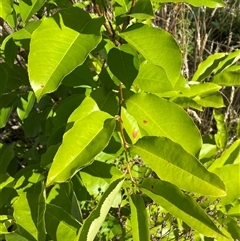 Prunus serotina at Cook, ACT - 13 Dec 2024