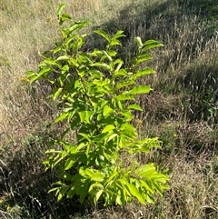 Prunus serotina at Cook, ACT - 13 Dec 2024