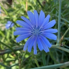 Cichorium intybus (Chicory) at Beard, ACT - 12 Dec 2024 by SteveBorkowskis