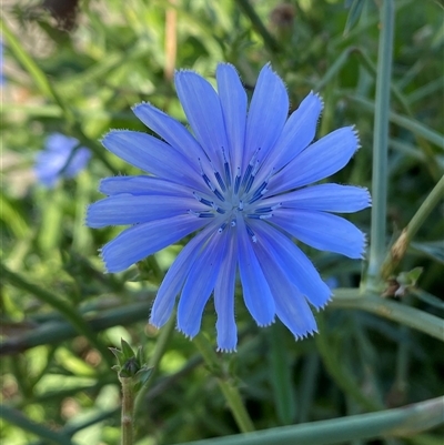 Cichorium intybus (Chicory) at Beard, ACT - 12 Dec 2024 by SteveBorkowskis