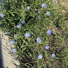 Cichorium intybus at Beard, ACT - 13 Dec 2024 08:05 AM