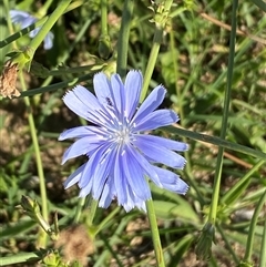 Cichorium intybus at Beard, ACT - 13 Dec 2024 08:05 AM