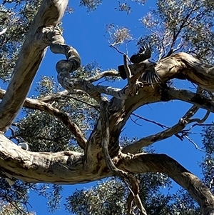 Callocephalon fimbriatum (Gang-gang Cockatoo) at Cook, ACT by SteveBorkowskis