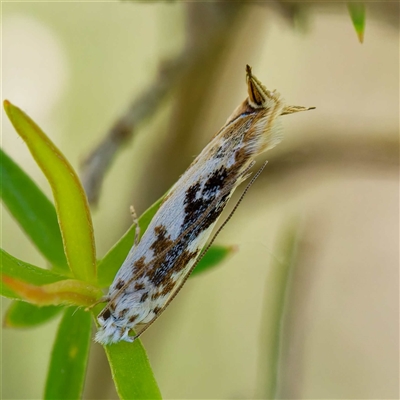 Erechthias mystacinella (Tineidae) at Uriarra Village, ACT - 13 Dec 2024 by DPRees125