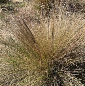 Nassella trichotoma (Serrated Tussock) at Hackett, ACT by waltraud