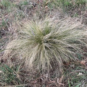 Nassella trichotoma (Serrated Tussock) at Hackett, ACT by waltraud