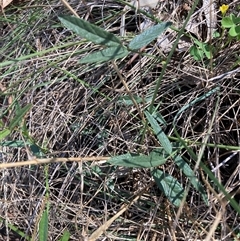 Grona varians (Slender Tick-Trefoil) at Hackett, ACT - 13 Dec 2024 by waltraud