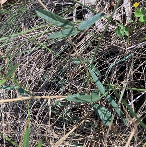 Grona varians (Slender Tick-Trefoil) at Hackett, ACT by waltraud