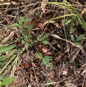 Glycine tabacina (Variable Glycine) at Hackett, ACT by waltraud