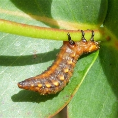 Paropsini sp. (tribe) at West Hobart, TAS - 13 Dec 2024 by VanessaC