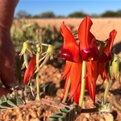 Unidentified Pea at North West Cape, WA - 16 Sep 2024 by GG