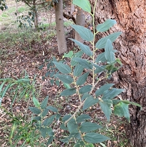 Celtis australis at Hackett, ACT - 12 Dec 2024