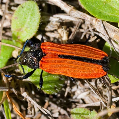 Castiarina nasuta (A jewel beetle) at Uriarra Village, ACT - 13 Dec 2024 by DPRees125