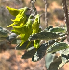 Unidentified Plant at Learmonth, WA - 20 Sep 2024 by GG