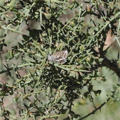 Neolucia agricola (Fringed Heath-blue) at Mount Clear, ACT - 10 Dec 2024 by RAllen