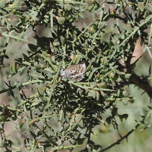 Neolucia agricola (Fringed Heath-blue) at Mount Clear, ACT by RAllen