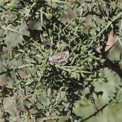 Neolucia agricola (Fringed Heath-blue) at Mount Clear, ACT - 11 Dec 2024 by RAllen