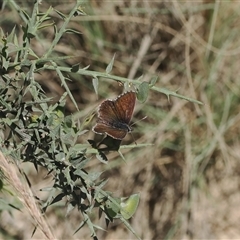 Neolucia agricola at Mount Clear, ACT - 11 Dec 2024 10:30 AM