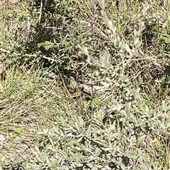 Neolucia agricola at Mount Clear, ACT - 11 Dec 2024 10:30 AM