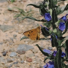 Trapezites eliena (Orange Ochre) at Mount Clear, ACT - 11 Dec 2024 by RAllen