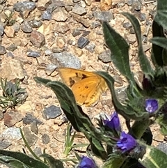 Trapezites eliena at Mount Clear, ACT - 11 Dec 2024 11:15 AM