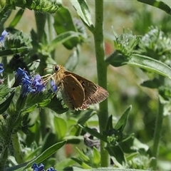 Trapezites eliena (Orange Ochre) at Mount Clear, ACT - 11 Dec 2024 by RAllen