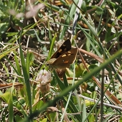 Trapezites eliena at Mount Clear, ACT - 11 Dec 2024 11:24 AM