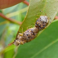 Anischys luteovarius (A shield bug) at West Hobart, TAS - 13 Dec 2024 by VanessaC