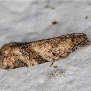 Isochorista chaodes (A Tortricid moth (Tortricinae)) at Melba, ACT by kasiaaus