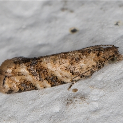 Isochorista chaodes (A Tortricid moth (Tortricinae)) at Melba, ACT - 10 Dec 2024 by kasiaaus