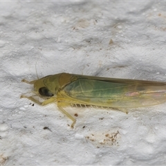 Typhlocybinae (subfamily) (A leafhopper) at Melba, ACT - 10 Dec 2024 by kasiaaus
