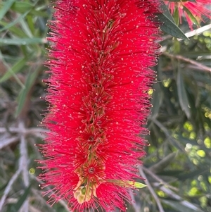 Unidentified Plant at Monkey Mia, WA by GG