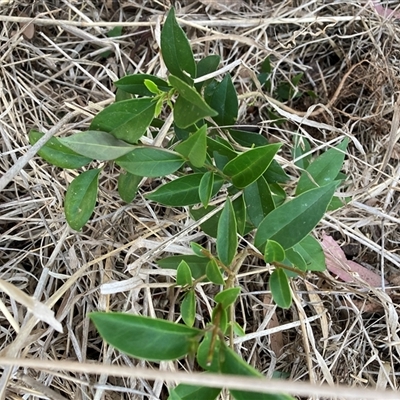 Ligustrum lucidum (Large-leaved Privet) at Hackett, ACT - 12 Dec 2024 by waltraud