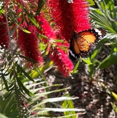 Unidentified Butterfly (Lepidoptera, Rhopalocera) at Monkey Mia, WA - 21 Sep 2024 by GG