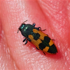 Castiarina hilaris (A jewel beetle) at Uriarra Village, ACT - 13 Dec 2024 by DPRees125