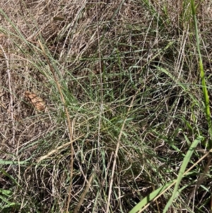 Eragrostis curvula at Hackett, ACT - 13 Dec 2024